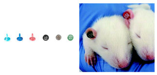 Product-image-Ear Tag, Rat