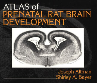 Product-image-Prenatal Rat Brain Development